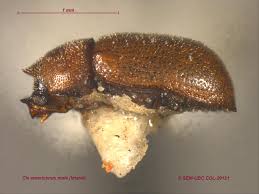 Image result for Cissus humbertii