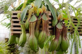 Nepenthes Graciliflora Carnivorous Plants Insectivorous Plant Pitcher Plant