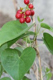 Image result for Tinospora fragosa