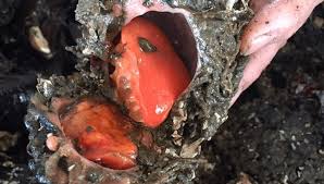 Image result for Pycreus muricatus