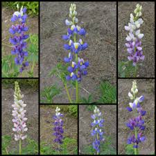 I fiori di campo della pianta del lupino sono generalmente nei toni del blu e del bianco, sebbene i lupini domestici offrano fiori in blu, giallo, rosa. Lupino Andino Focus Sull Uso Della Pianta Agronotizie Vivaismo E Sementi