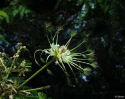 Image result for Albizia adianthifolia × gummifera