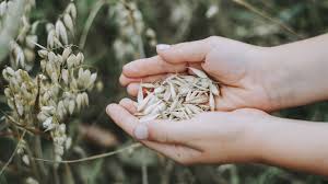 Haferkleie Verwendung Und Besonderheiten Des Heimischen Superfoods Utopia De