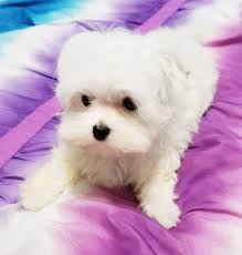 We did not find results for: Maltese Puppies In Tennessee Home Facebook