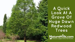 Order a redwood tree planting in california as a gift & send a card. A Quick Look At A Grove Of Huge Dawn Redwood Trees Youtube