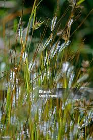 Image result for Heteropogon contortus