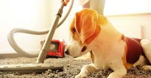 best spot carpet cleaner for pet sns
