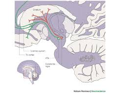 1 gehirnblutung, gehirnchirurgie, gehirndurchblutung, gehirnerschütterung, gehirnerweichung, gehirnfunktion. Alpha Synuclein And Neurodegenerative Diseases Nature Reviews Neuroscience