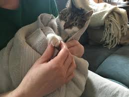Wraps are used for dressing horses, dogs, cats & humans. How To Trim A Cat S Nails At Home A Guide To Success Happy Cat Corner