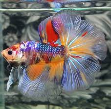 Ikan cupang (betta sp.) adalah salah satu jenis ikan yang mempunyai daya tarik pada warna tubuhnya. Tips Bisnis Ikan Cupang Lakukan Strategi Pemasaran Ini Gudang Kemasanku