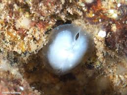 Image result for Galeomma