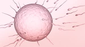 Oligospermie solution naturelle