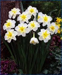 Narcissus Lemon Beauty Split Cup Narcissi Narcissi Flower Bulbs Index Daffodil Bulbs Bulb Flowers Shade Flowers