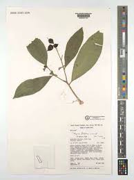 Image result for Peddiea