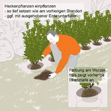 So pflanzt man eine hecke mit tipps von gartenprofi josef starkl. Thujahecke Pflanzen Anleitung In 7 Schritten Obi