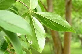 庭木図鑑 植木ペディア