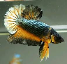 Ohmpk Yellow Fancy Copper Star Tail Male