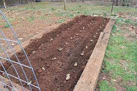 We did not find results for: How To Plant Potatoes In A Raised Bed Vegetable Garden Raised Beds Planting Potatoes Growing Potatoes
