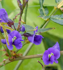 Image result for Hardenbergia comptoniana