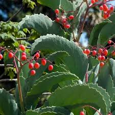 Image result for Cyphostemma