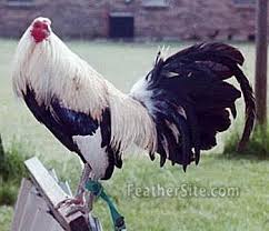 American Game Fowl