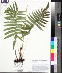 Image result for Christella hispidula