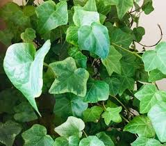 アイビー ヘデラ の育て方 植え替え時期や水やりの頻度 増やし方は Greensnap グリーンスナップ