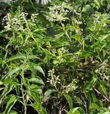 Image result for Hoslundia