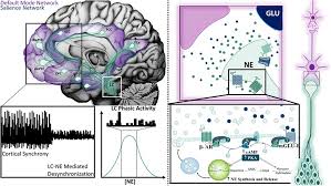 Image result for Afrosolen coeruleus