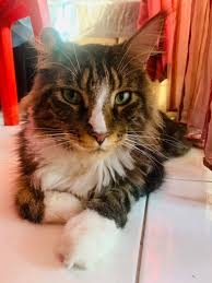 Maine coon pertama tercatat sebagai peserta kontes kucing pada tahun 1861. Kucing Maine Coon Home Facebook