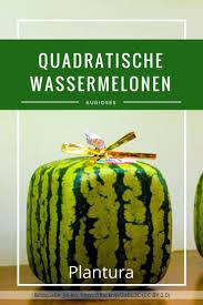 Quadratische Wassermelone Teure Kuriositat Aus Japan Plantura Wassermelone Melone Japan