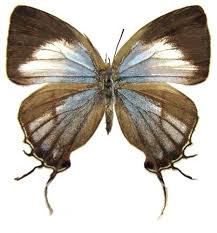 Image result for Globimetula anguliflora