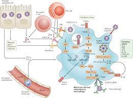 Pathological Inflammation In Patients With Covid 19 A Key Role For Monocytes And Macrophages Nature Reviews Immunology