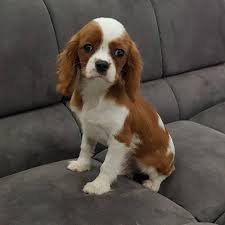 King Charles Cavalier Yavrular King Charles Cavalier Yavrular Kopek Kopeksever King Charles Cavalier Spaniel Puppy Cavalier King Charles King Charles