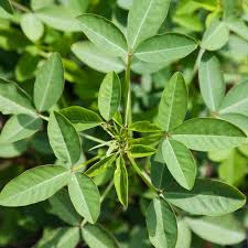 Image result for Crotalaria chirindae