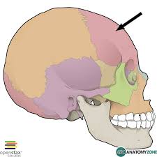 Image result for Frontal Bone