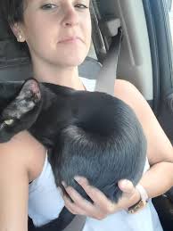 Missing 4-year-old girl in Wolcott area