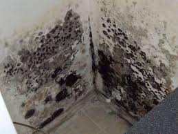 Toxic black mold is incredibly common, and more of a problem than most realize. How To Remove Mold Black Mold In Basement
