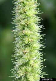 Image result for Amaranthus cruentus