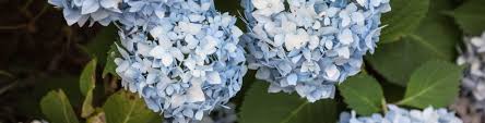Having Trouble With Your Hydrangeas Not Blooming Find Out How To Fix The Problems So That You Can Grow T Hydrangea Not Blooming Hydrangea Plant Care Hydrangea