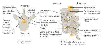 Sigel , scott buxton and george prudden. Vertebral Column Wikipedia