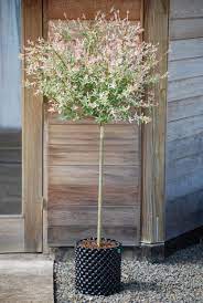 Salix Flamingo Dappled Willow Dappled Willow Tree Garden Design