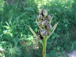Image result for Orthochilus ruwenzoriensis
