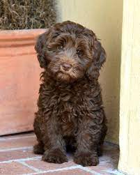 Penny Is An Australian Labradoodle Looking For Her Guardian Family Must Live Within 30 Miles Of Bren Australian Labradoodle Puppies Labradoodle Dogs Cute Dogs