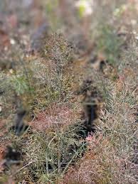 Image result for Foeniculum vulgare
