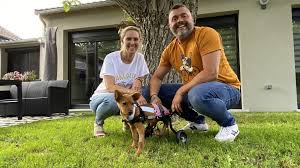 Les profils de familles d'accueil. Reims Une Famille D Accueil Pour Chien Devouee