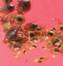How long will clark pest control take to spray carpets for fleas, what is the process for spraying, do i need to move my furniture and how long will thay take? Pest Management Science Vol 74 No 9