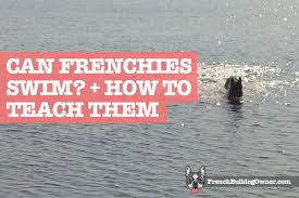 Since the popular french bulldog is intelligent this may make training easy, but you might also find. Can French Bulldogs Swim How To Teach Them Video
