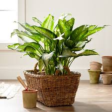 Some of the most popular garden. Poisonous Plants In The Home Better Homes Gardens
