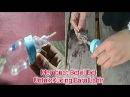5 botol susu sama dengan 15. Ide Kreatif Membut Botol Dot Kucing Baru Lahir Memberinya Minum Susu Youtube